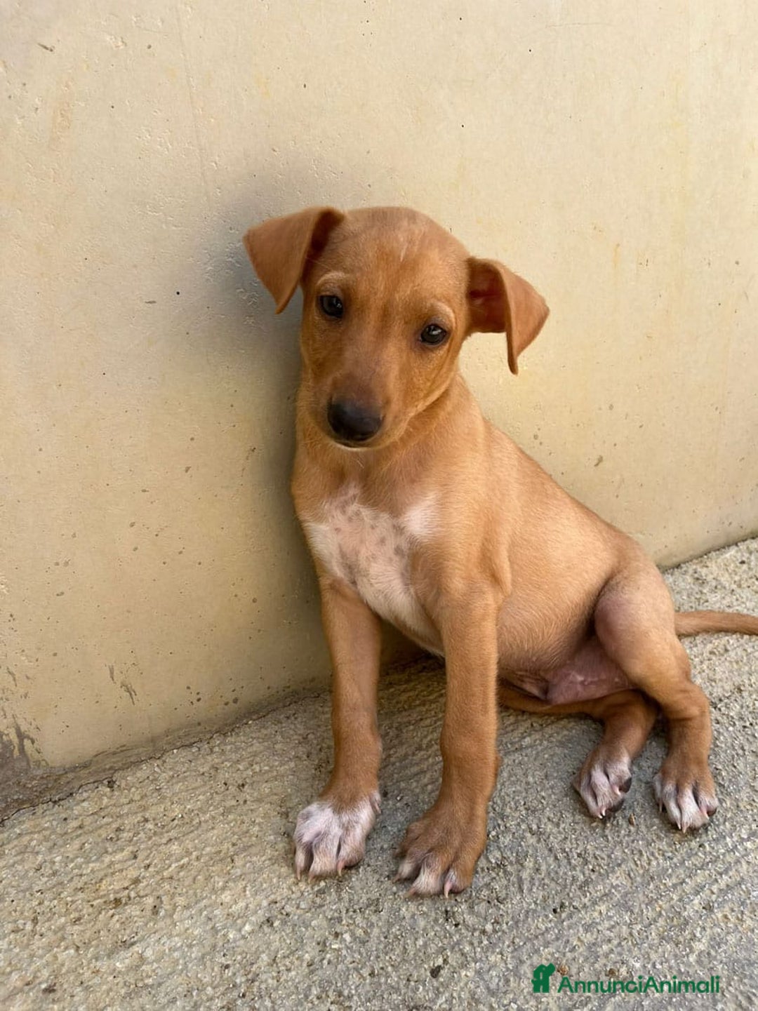 Meticcio cani in regalo: Argo, Peter & Rudy, 60 giorni a Provincia di Bergamo - Immagine 9