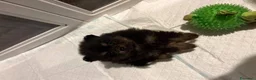 Volpino Pomerania cani in vendita: Bellissimi cuccioli di Pomerania  a Città metropolitana di Roma Capitale - Annuncio 18