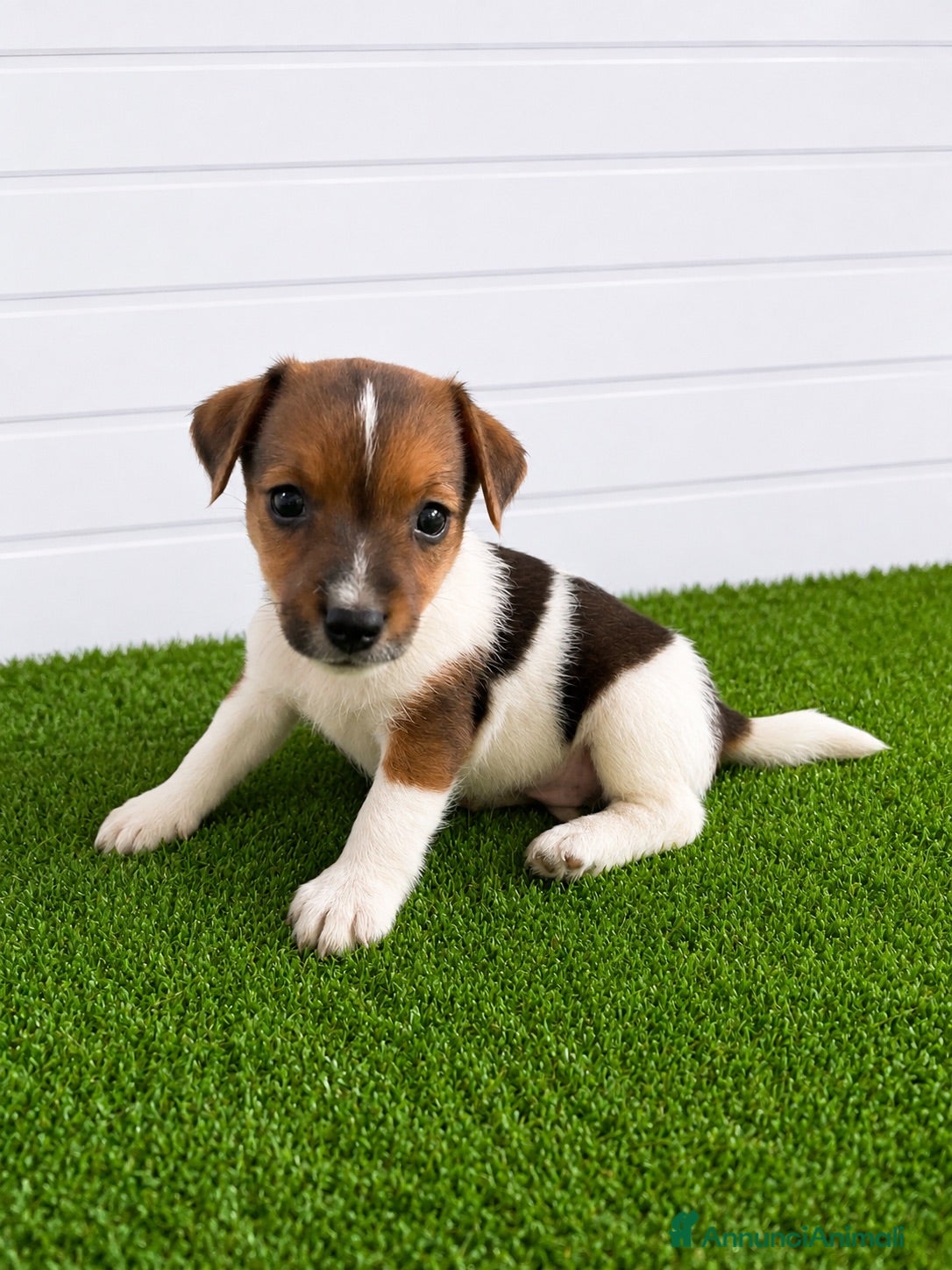 Jack Russell cani Jack Russell Cuccioli  - Annuncio 1