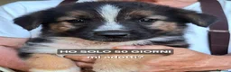 Meticcio cani in regalo: TITO 💙 piccolo esploratore cerca casa a Provincia di Treviso - Annuncio 2