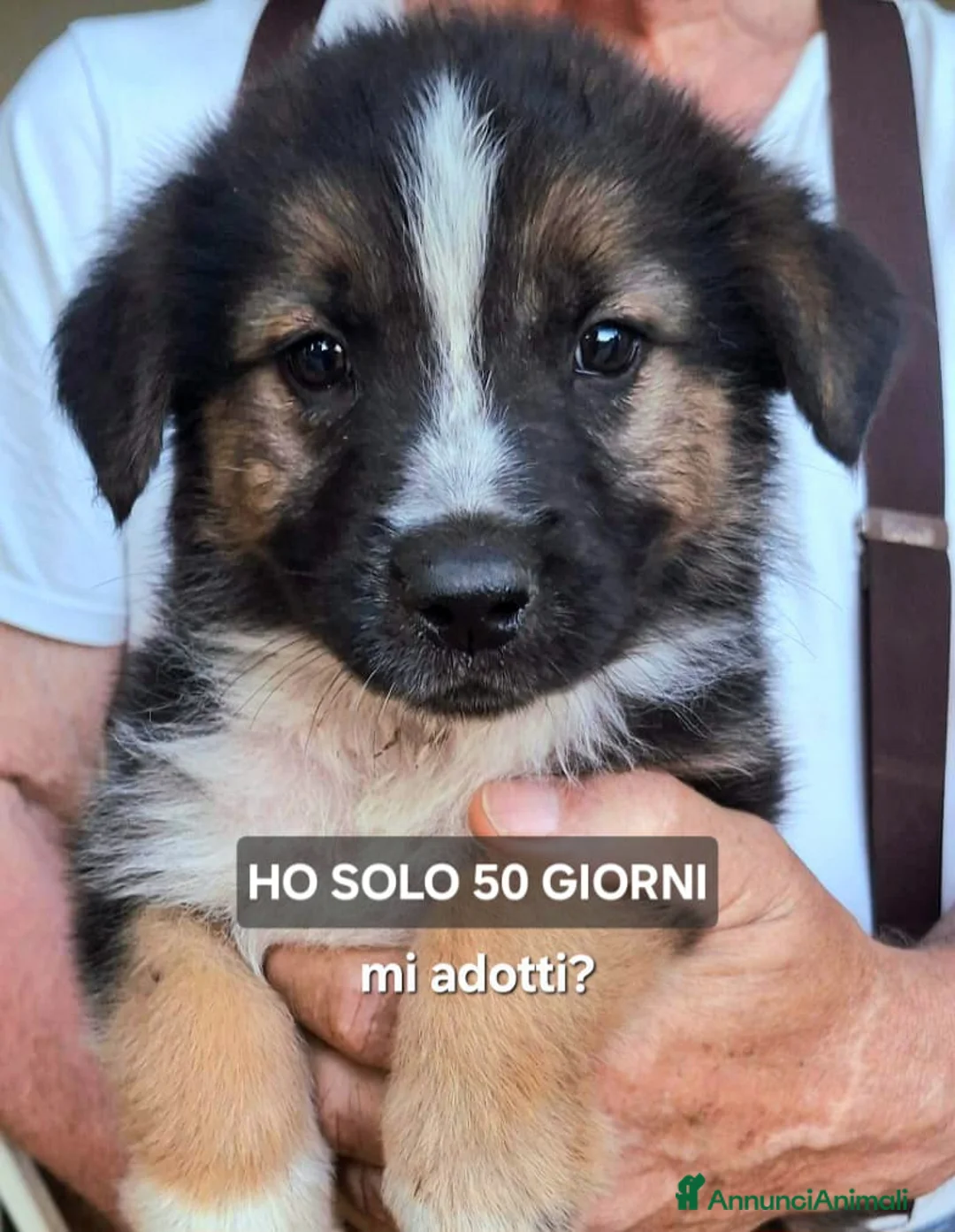 Meticcio cani in regalo: TITO 💙 piccolo esploratore cerca casa a Provincia di Treviso - Annuncio 2