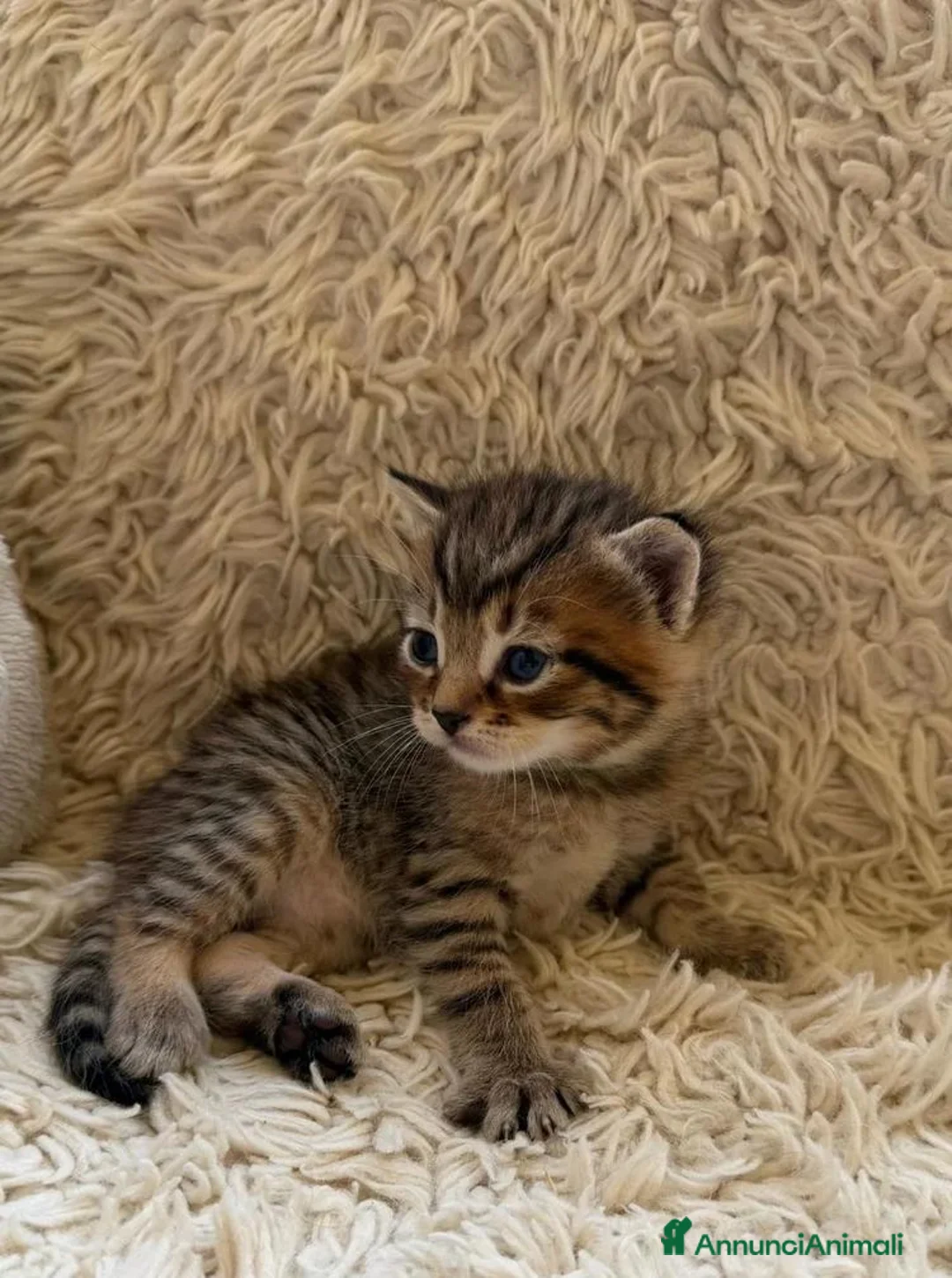 Maine Coon gatti in vendita: Adorabili Gattini F/M - Annuncio 2