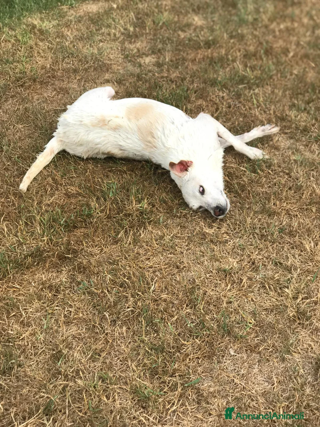 Meticcio cani in regalo: Tilla, simpatica cagnolina a pois - in adozione a Provincia di Latina - Annuncio 6