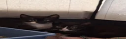 Meticcio gatti in regalo: Margot e Lupin, 2 mesi, mici cercano casa  - Annuncio 3