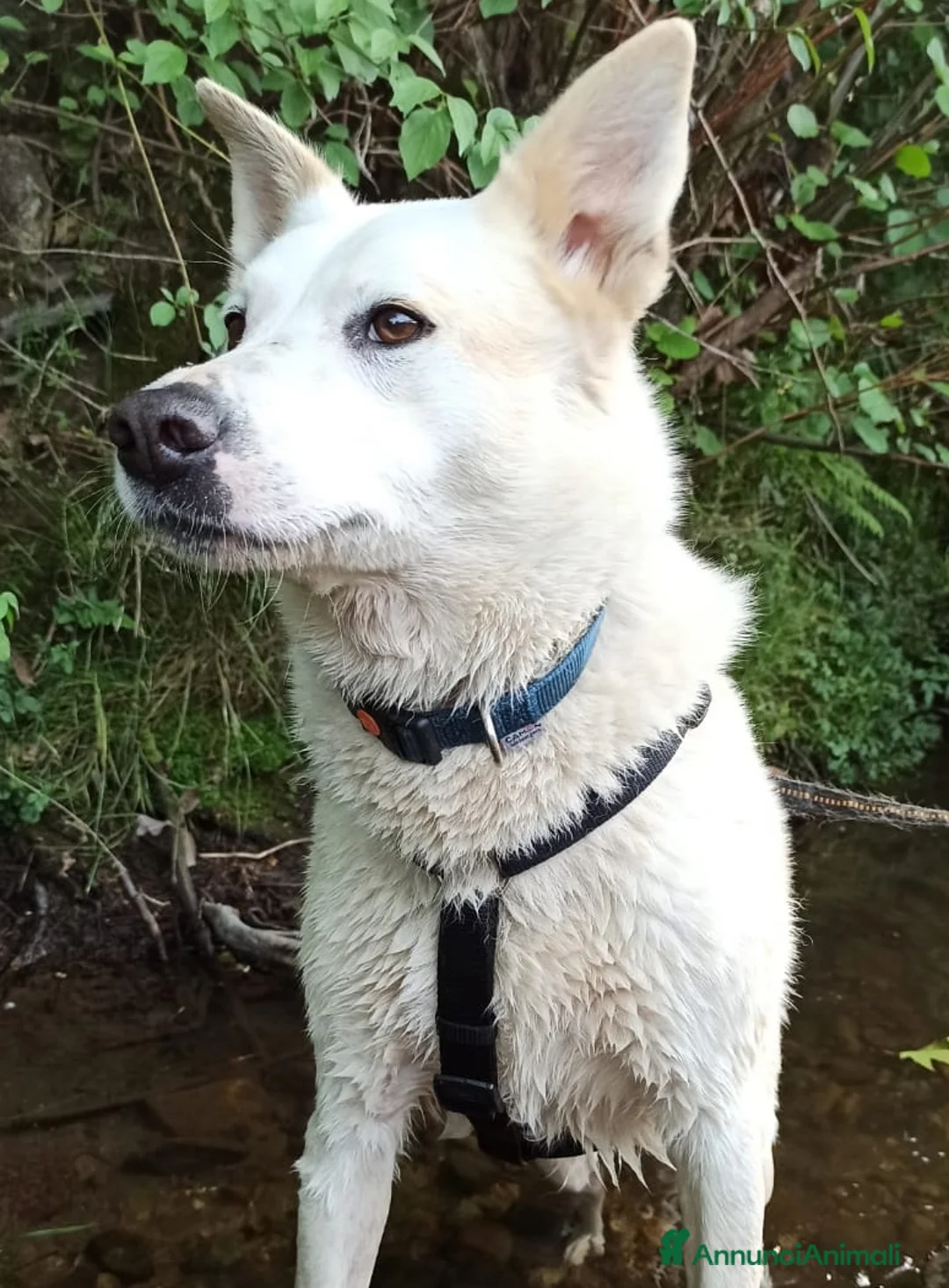Meticcio cani in regalo: Camille adorabile ,cerca casa  a Città metropolitana di Milano - Annuncio 2