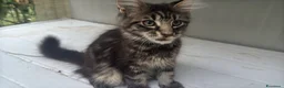 Maine Coon gatti in vendita: Cucciolo di maine coon dolcissimo  - Annuncio 10