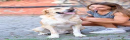 Meticcio cani in regalo: L'AMICO PERFETTO NELLA CASA VUOTA: SALVIAMO HARRY - Annuncio 2