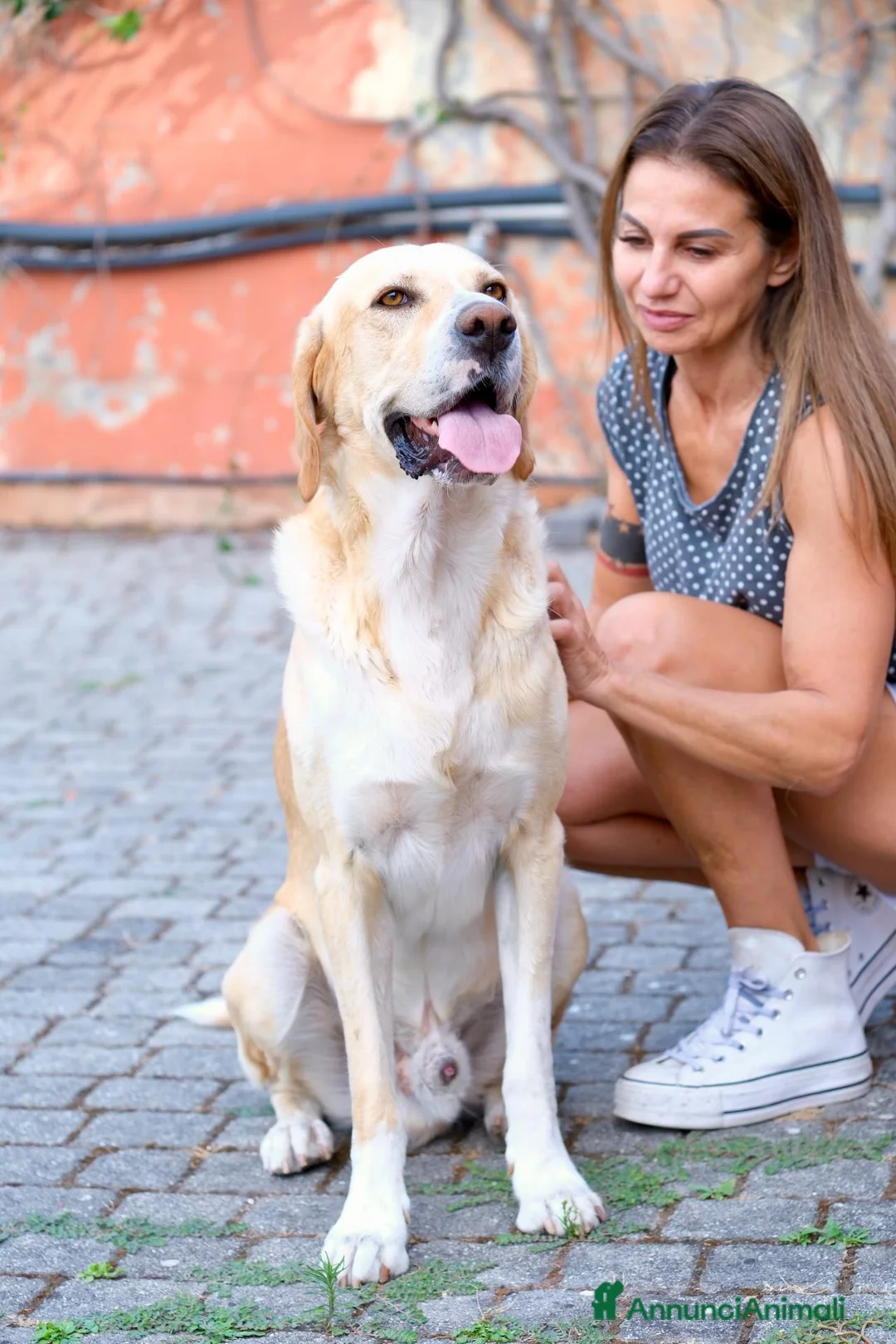 Meticcio cani in regalo: L'AMICO PERFETTO NELLA CASA VUOTA: SALVIAMO HARRY - Annuncio 2