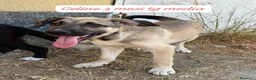 Meticcio cani in regalo: Trovatelli cercano urgentemente casa a Provincia di Monza e della Brianza - Annuncio 8