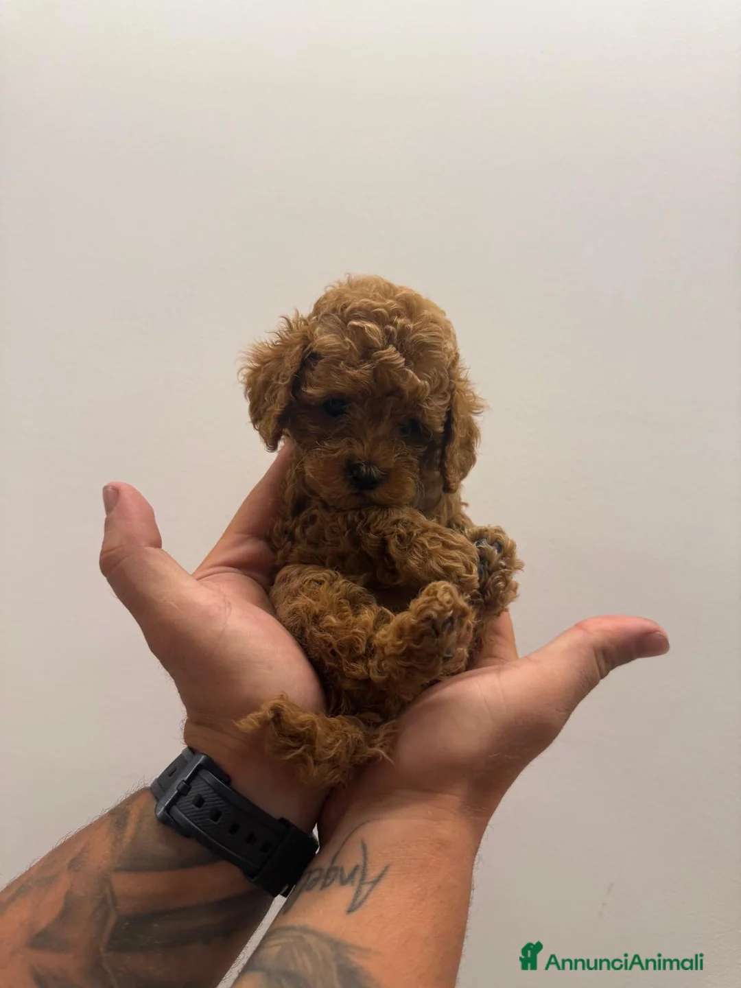 Barboncino Toy cani in vendita: Cuccioli barboncino toy red a Città Metropolitana di Bari - Annuncio 2