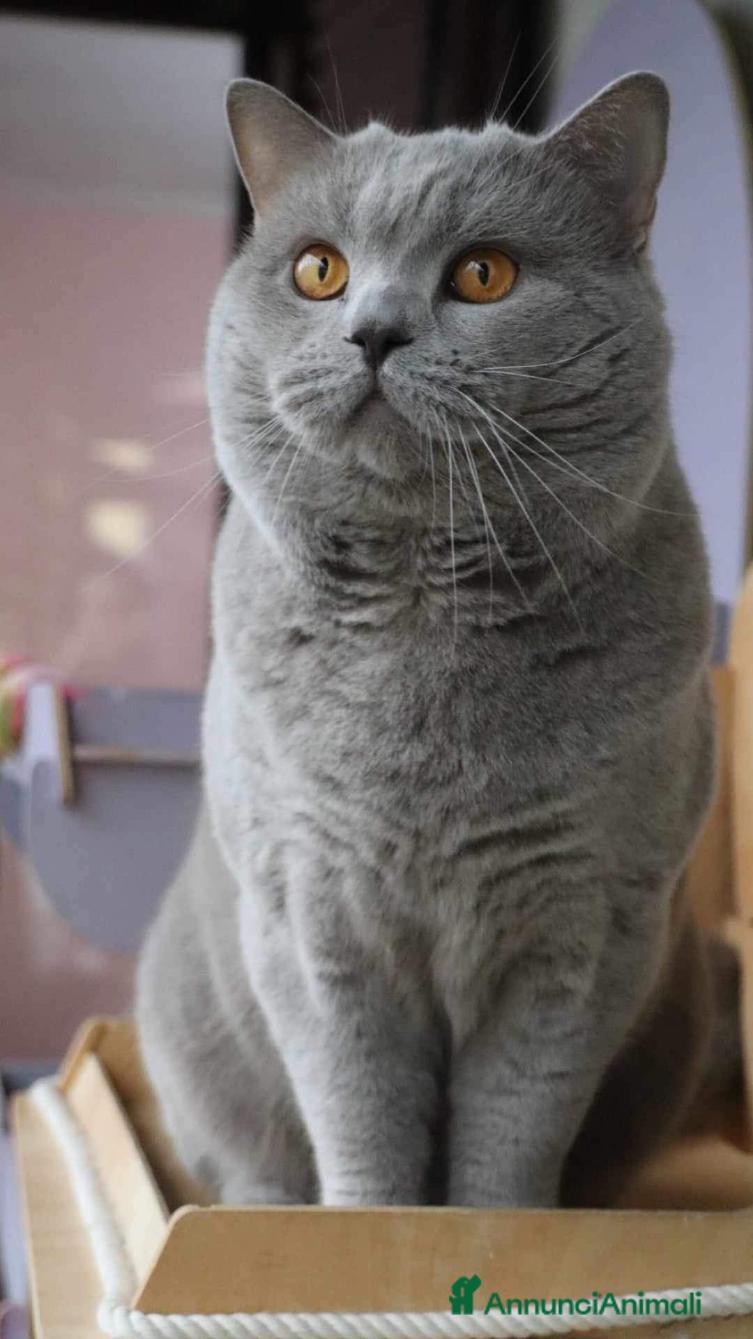 Immagine della galleria {{count}}