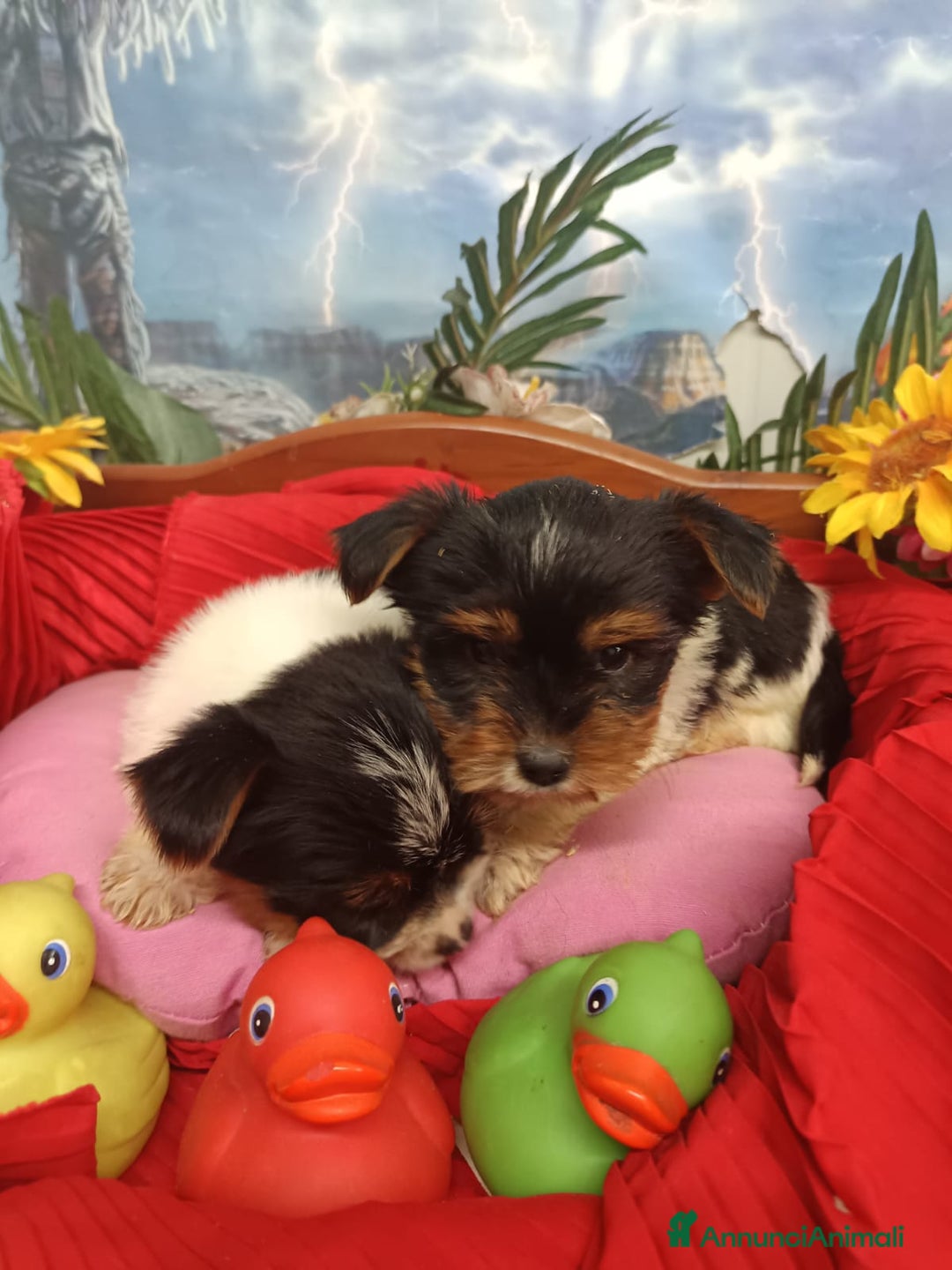 Biewer Terrier cani in vendita: BIEWER   YORKSHIRE TERRIER  - Annuncio 2