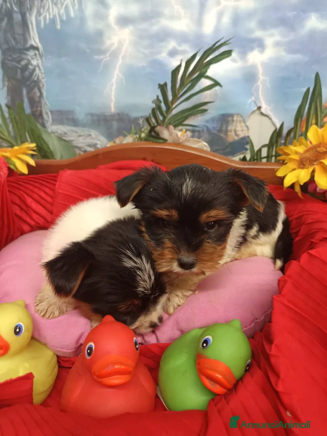 Biewer Terrier cani in vendita: BIEWER   YORKSHIRE TERRIER  - Annuncio 2