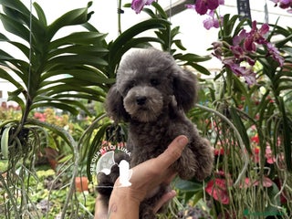 Barboncino Toy cani Barboncino Cucciola Disponibile TREQUARTIDILUNA - Annuncio 3