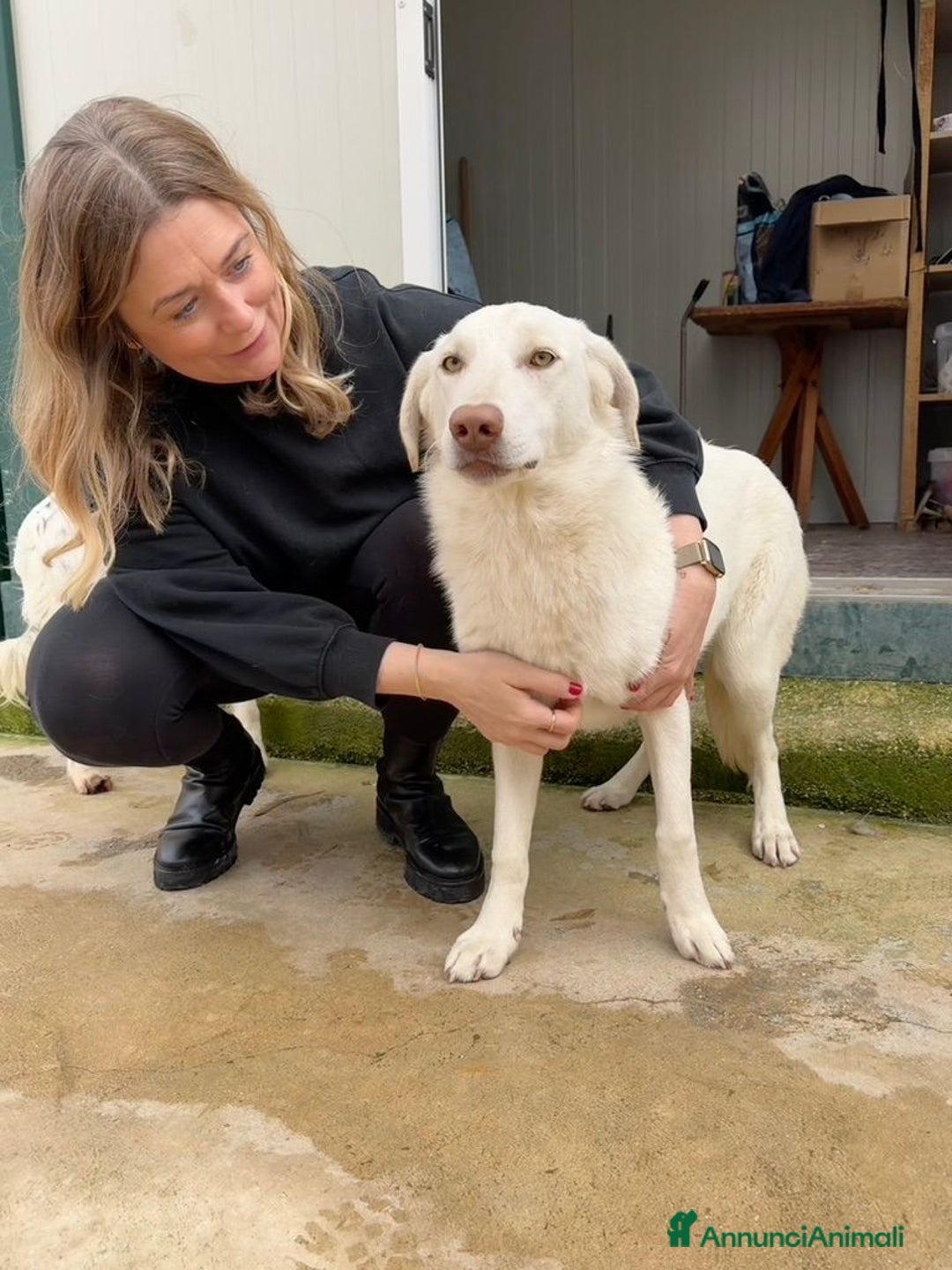 Meticcio cani in regalo: Chiara: 1 anno, socievole ed equilibrata - Annuncio 26