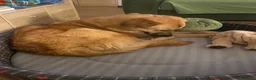 Meticcio cani in regalo: Maya 1 anno, carattere eccezionale a Città Metropolitana di Bologna - Annuncio 14