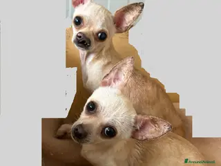 Chihuahua cani CHIHUAHUA MIX femmine - Annuncio 1