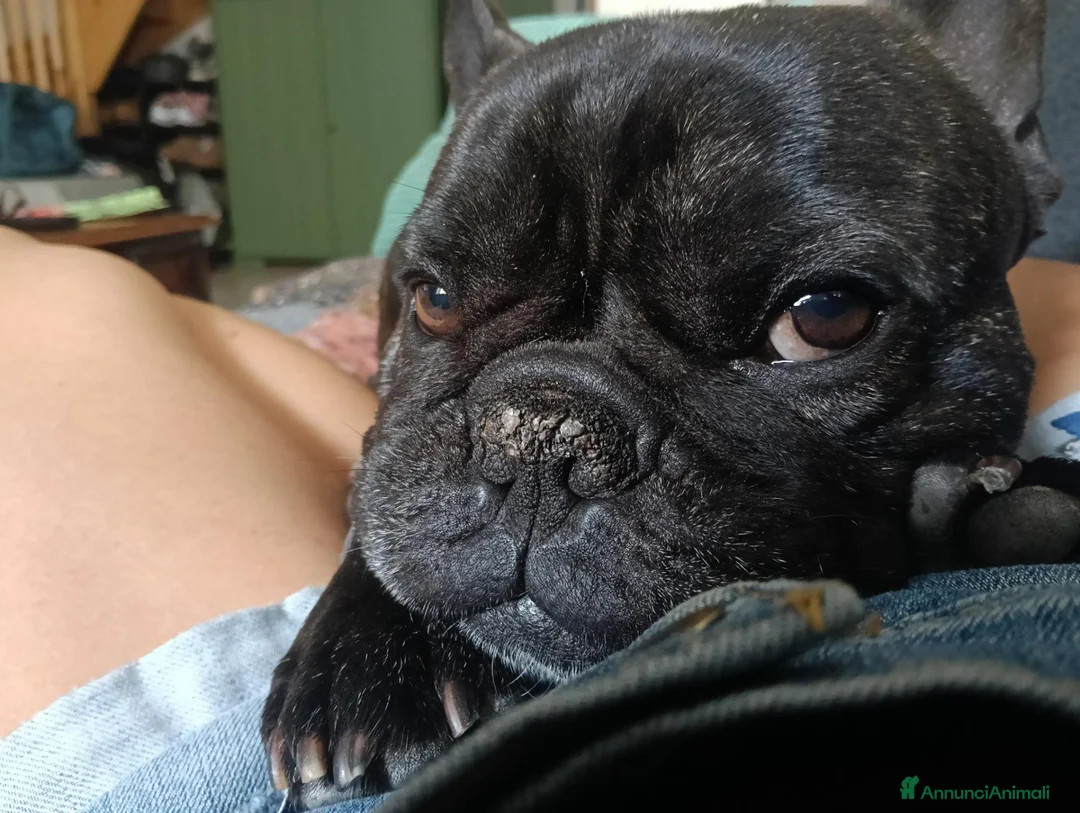 Bulldog Francese cani per accoppiamento: Otto bullo - Annuncio 1