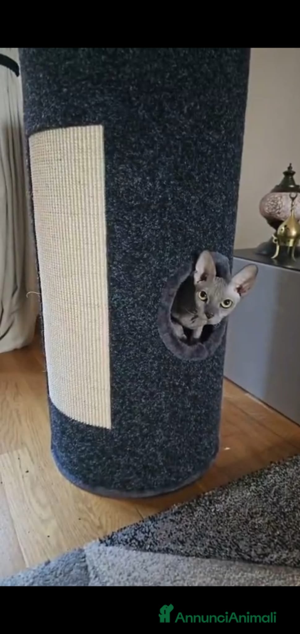 Sphynx gatti Sphynx maschietti nude - Annuncio 3