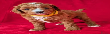Cavapoo 6