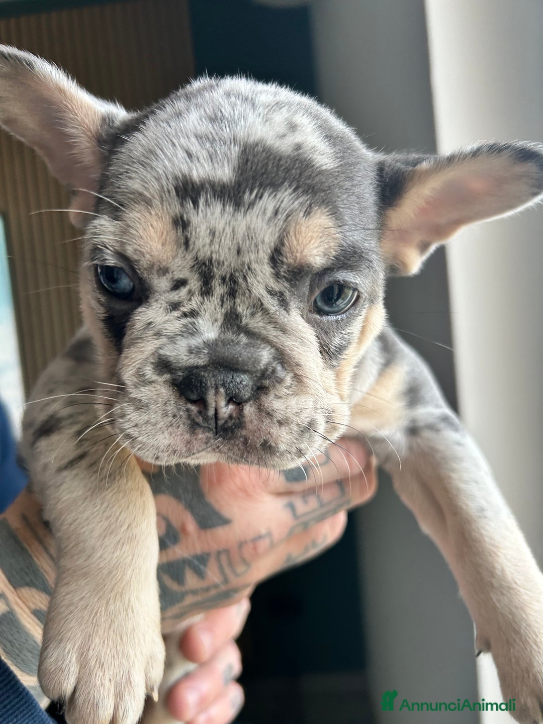 Bulldog Francese cani in vendita: Cuccioli di bulldog  - Annuncio 3