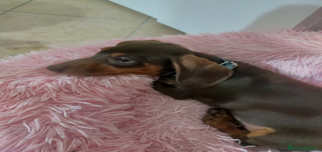 Immagine della galleria {{count}}