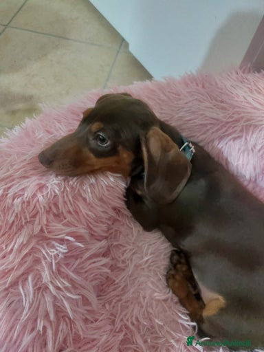 Immagine della galleria {{count}}