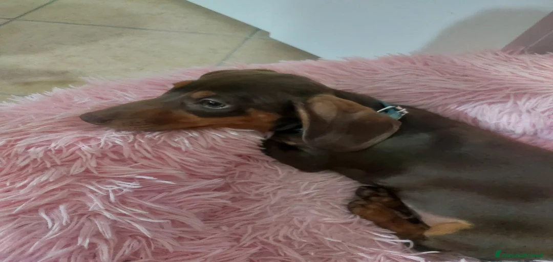 Immagine della galleria {{count}}