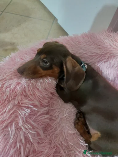 Immagine della galleria {{count}}