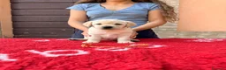 Labrador cani in vendita: Cuccioli di Labrador - Annuncio 6