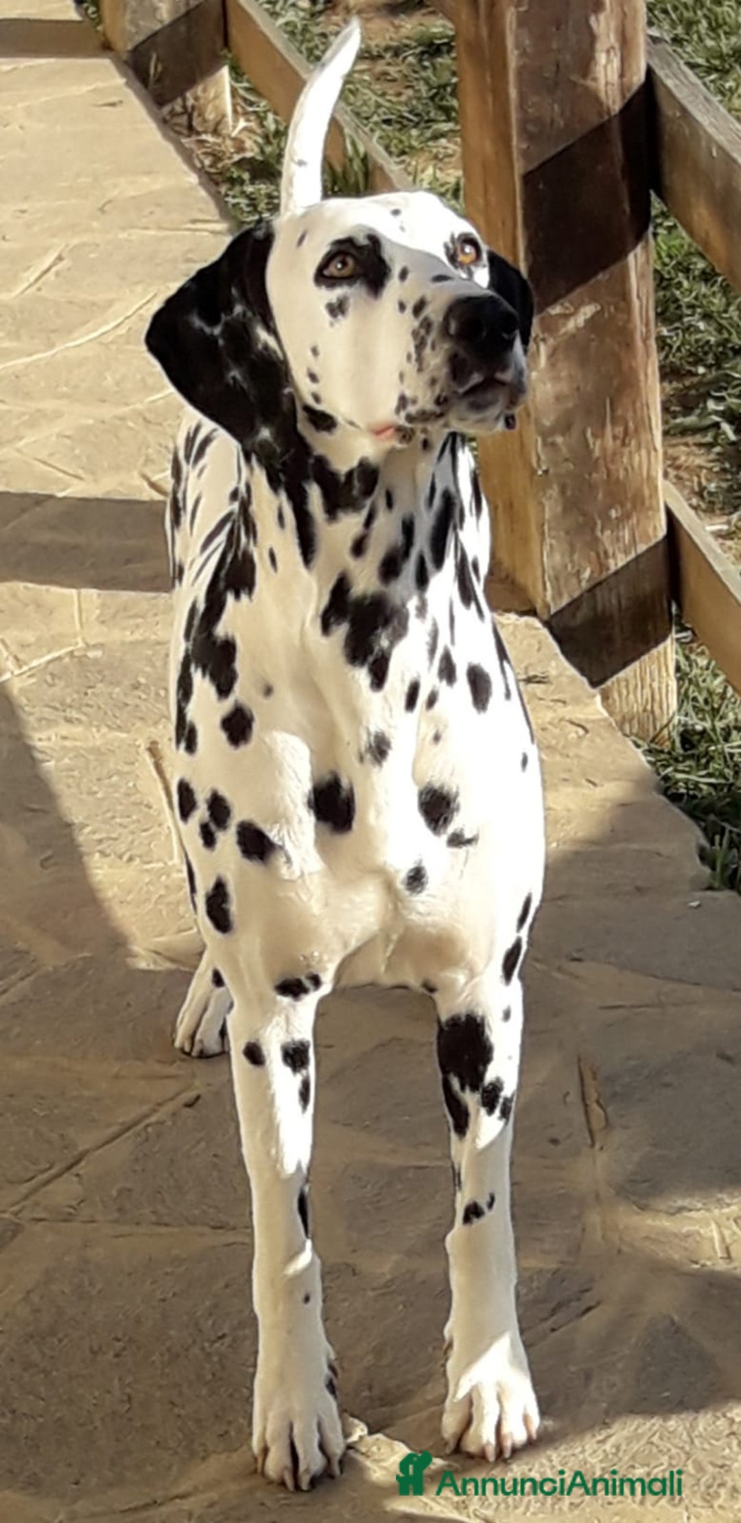 Dalmata cani in vendita: Dalmata cuccioli - Annuncio 5