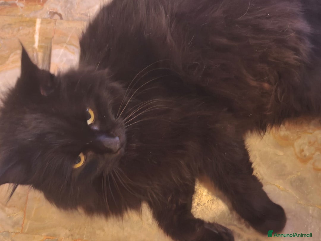 Europeo gatti in regalo: MICIA NERA A PELO LUNGO  - Annuncio 3