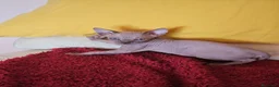 Sphynx gatti in vendita: Sphynx Canadese  - Annuncio 6