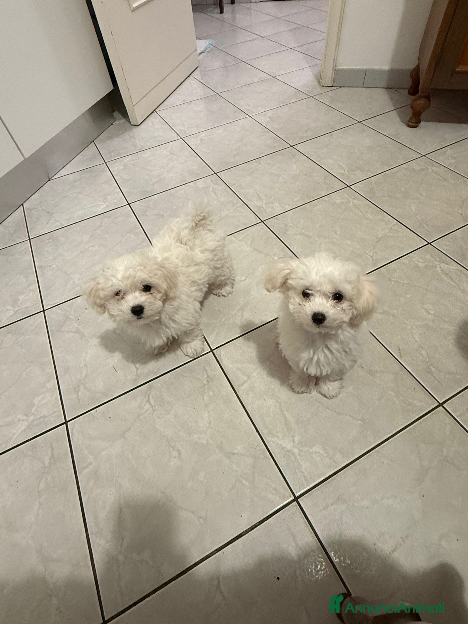 Bolognese cani Due cuccioli di razza bolognese cercano casa - Annuncio 19