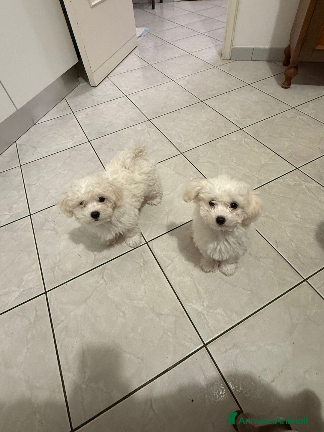 Bolognese cani in vendita: Due cuccioli di razza bolognese cercano casa - Annuncio 1