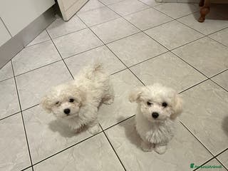 Bolognese cani Due cuccioli di razza bolognese cercano casa - Annuncio 18