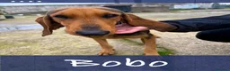 Meticcio cani in regalo: BOBO 💙 orecchie a cotoletta. Cuore da bomber. a Provincia di Modena - Annuncio 2