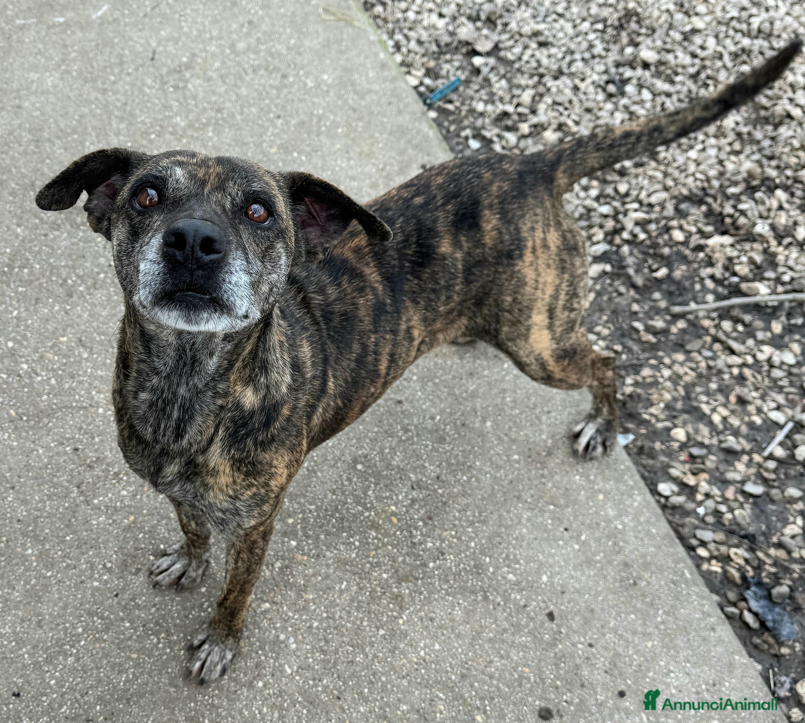 Meticcio cani Anissa 7 anni Taglia media piccola  - Annuncio 3