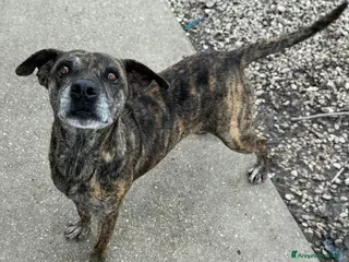 Meticcio cani Anissa 7 anni Taglia media piccola - Annuncio 3