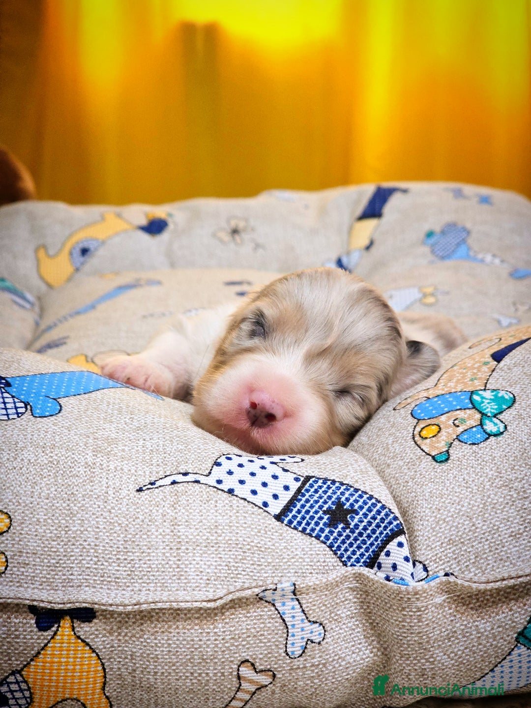 Australian Shepherd cani in vendita: Cucciole di pastore australiano con pedigree ENCI - Annuncio 11