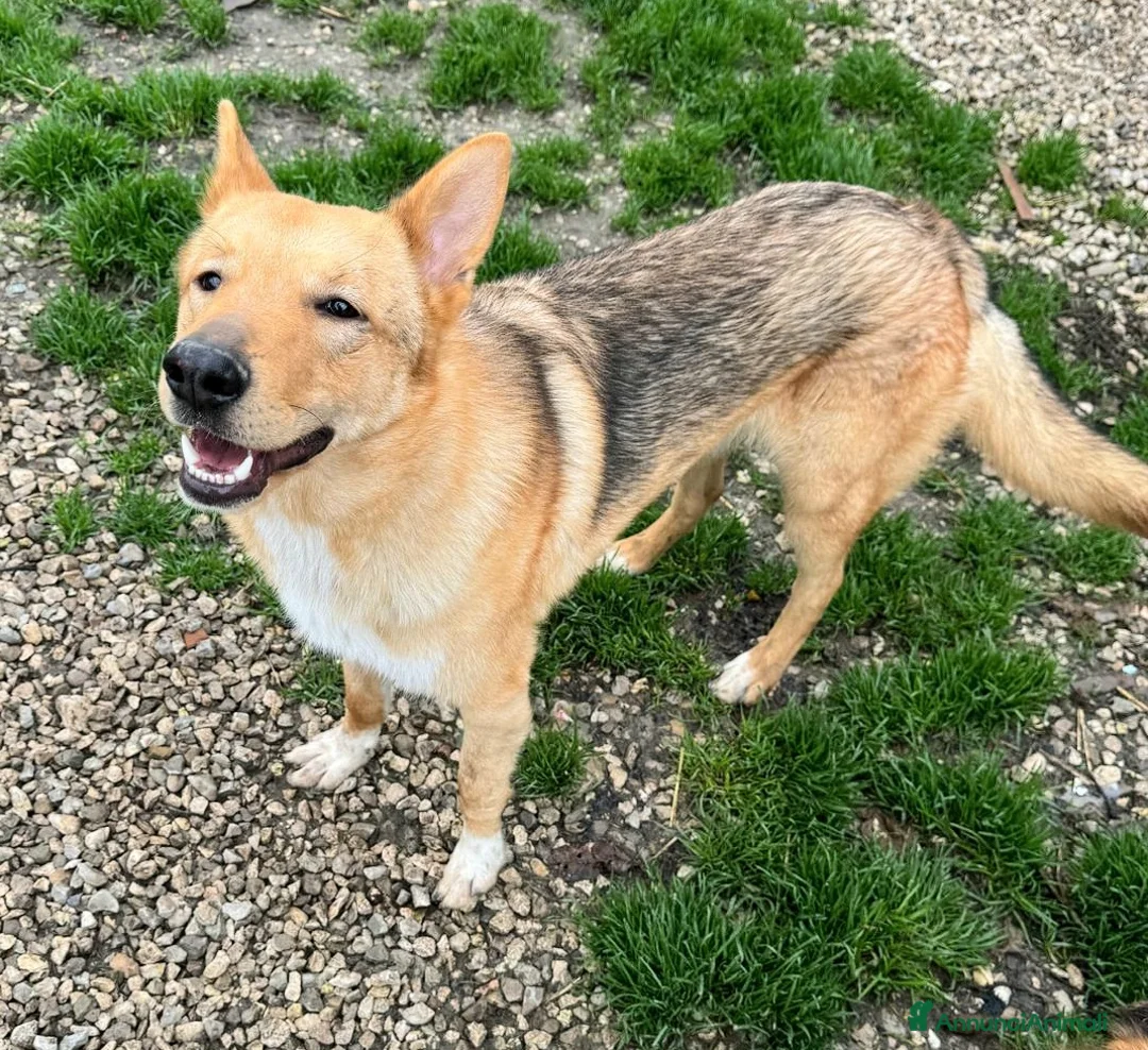 Meticcio cani in regalo: Loris 1 anno mix pastore tedesco  - Annuncio 7