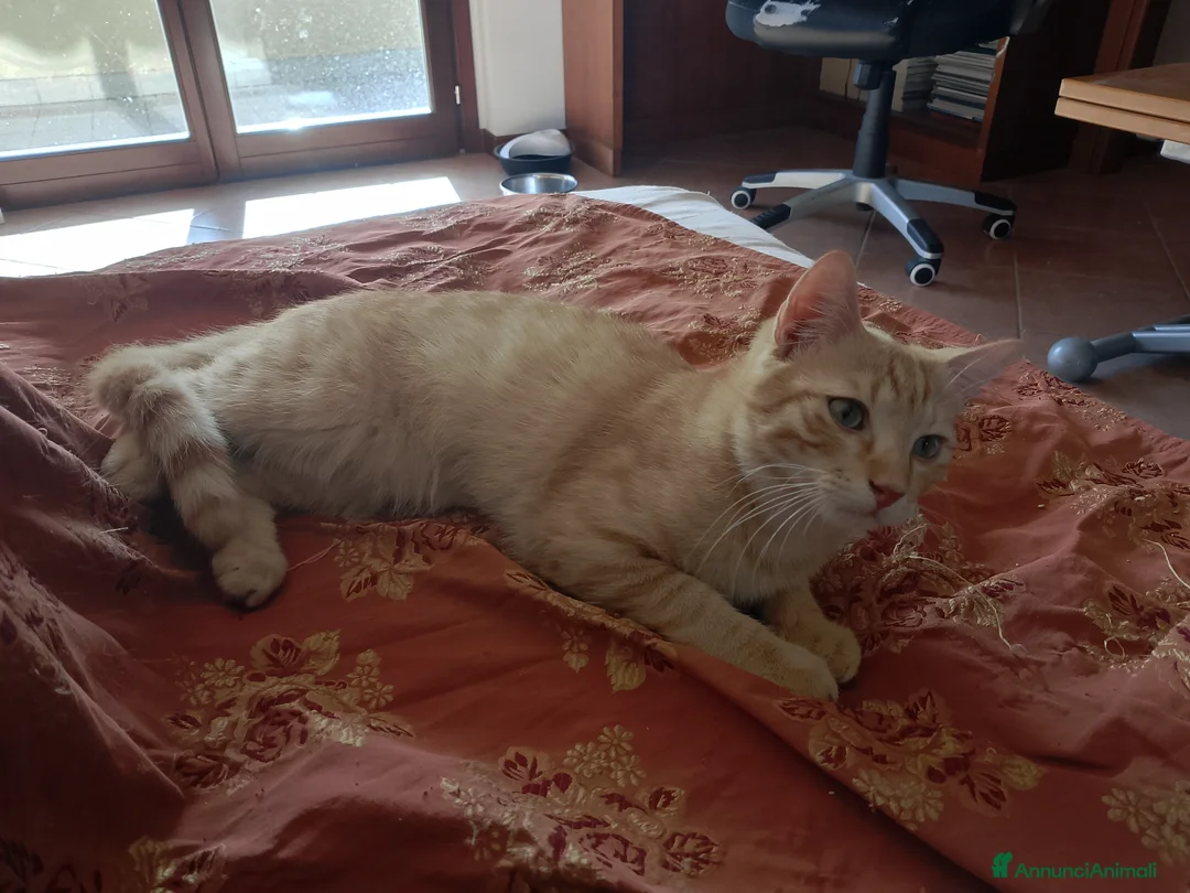 Altre razze gatti in regalo: Tre gattini offerti anche separatamente a Provincia di Monza e della Brianza - Annuncio 4