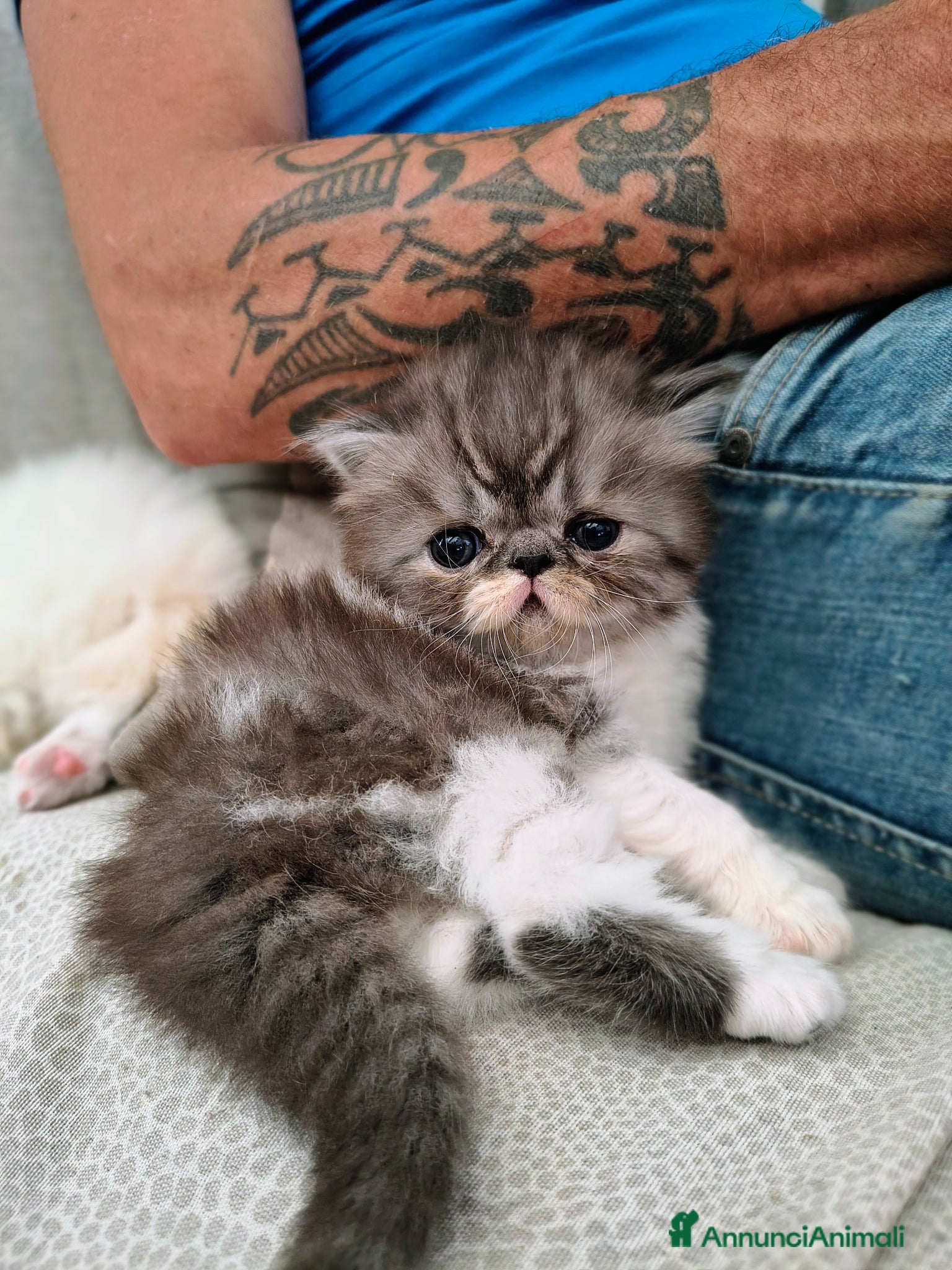 Persiano gatti Vendita persiani - Annuncio 1