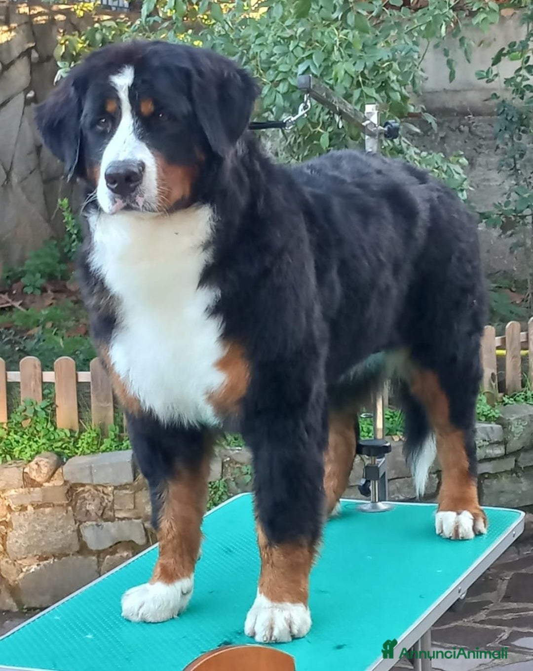 Immagine della galleria {{count}}