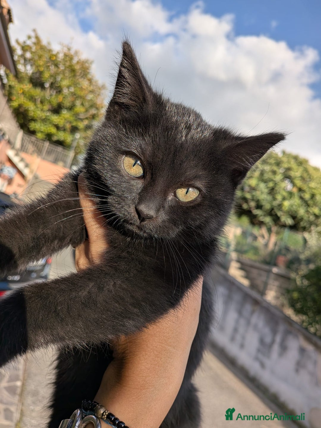 Europeo gatti in regalo: Dolcissime gattine cercano famiglia amorevole - Annuncio 5