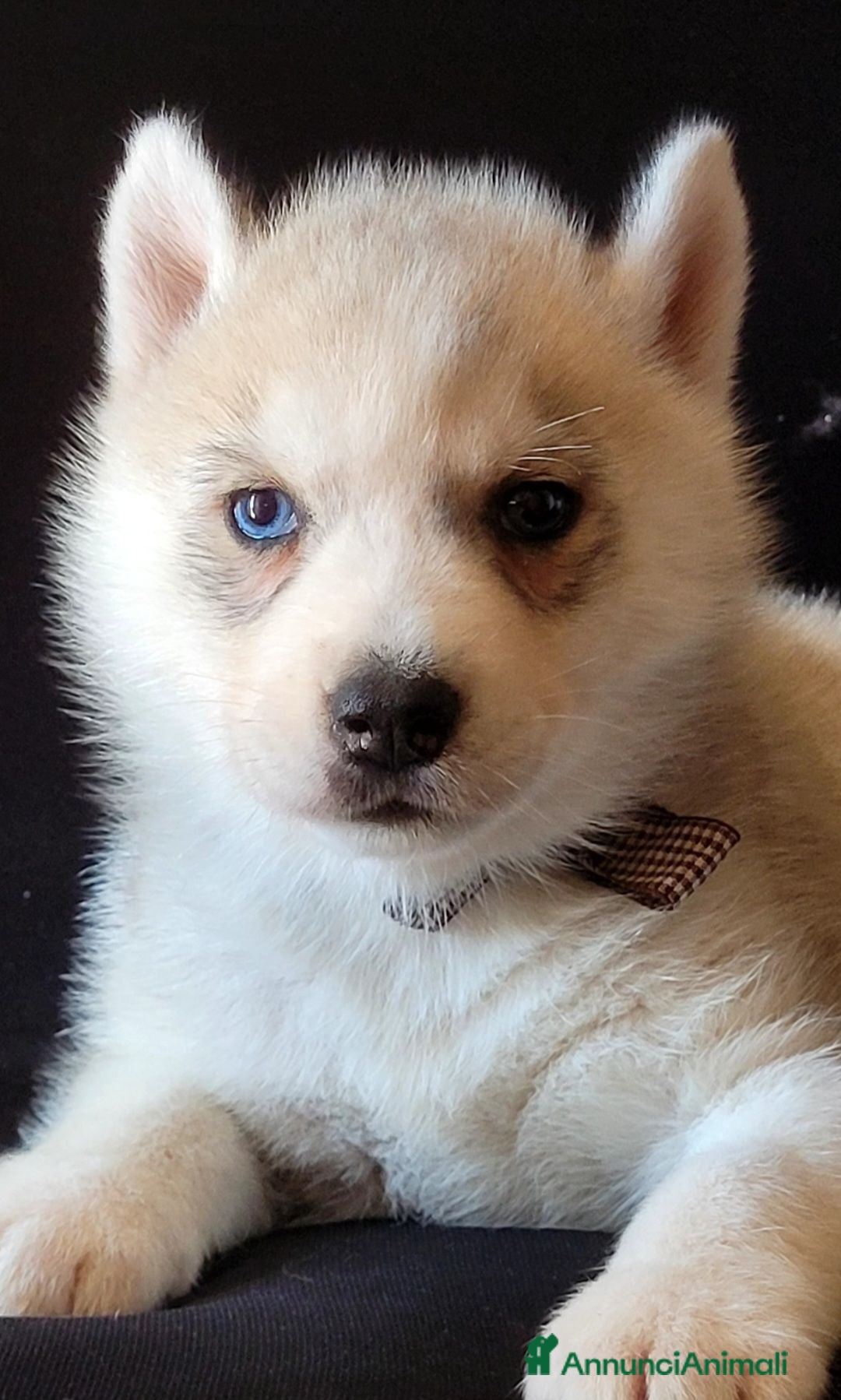 Husky cani SIBERIAN HUSKY CUCCIOLATA CON PEDIGREE  - Annuncio 27