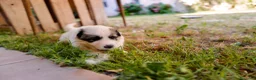 Cane da Montagna dei Pirenei cani in vendita: Sette cuccioli di Cane da Montagna dei Pirenei a Ente di decentramento regionale di Udine - Annuncio 23