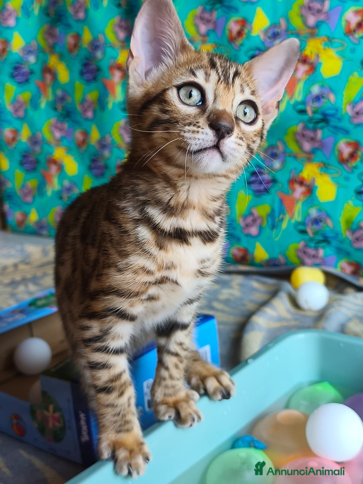 Bengala gatti Cuccioli bengala  - Annuncio 2