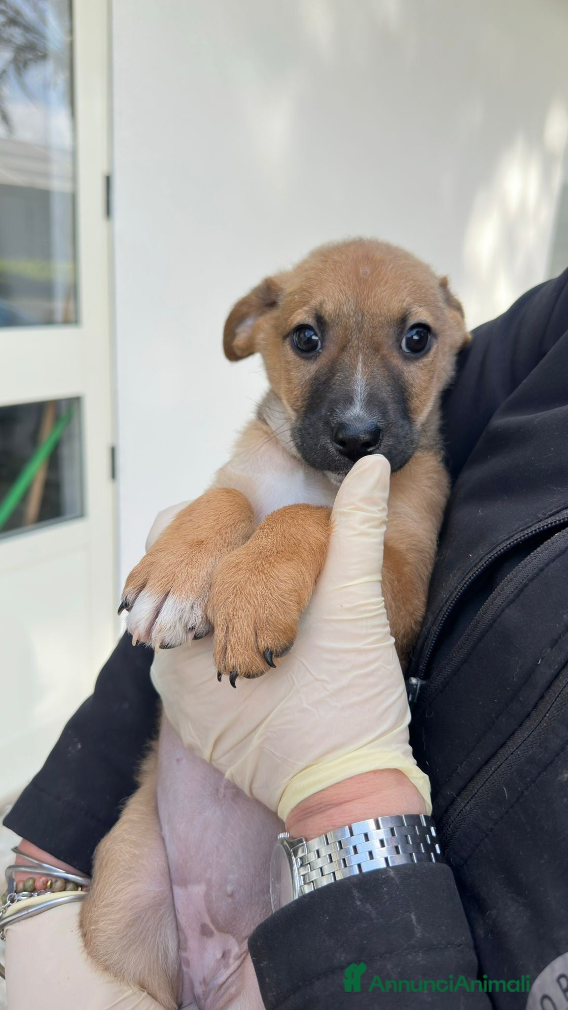 Meticcio cani FRECCIA🩷-cucciolina futura taglia media cerca 🏠  - Annuncio 2