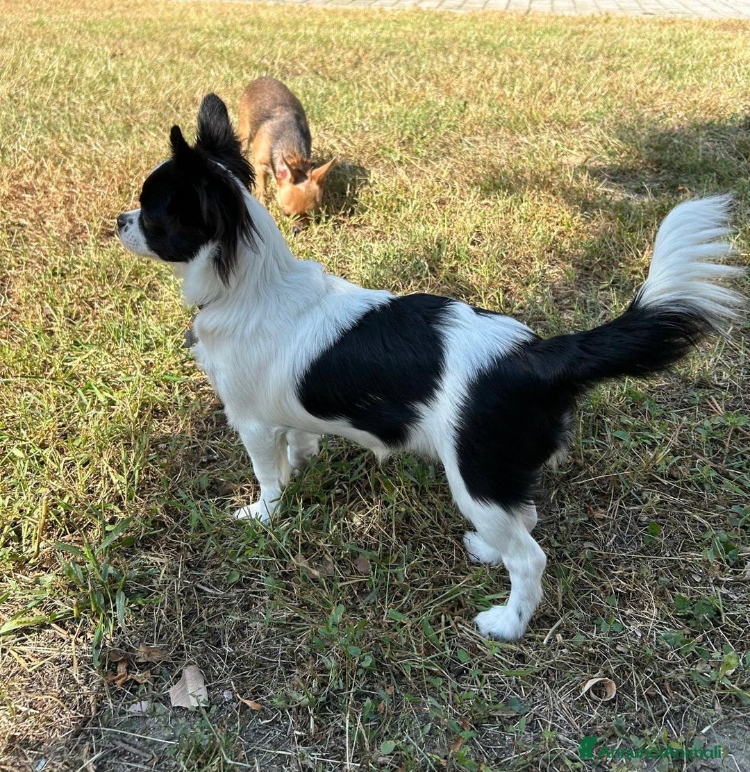 Chihuahua cani in vendita: Chihuahua Femmine pedigree Enci  - Annuncio 4